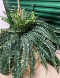 Lot of 2 - New Nearly Natural Artificial Double Giant Boston Fern Hanging Baskets